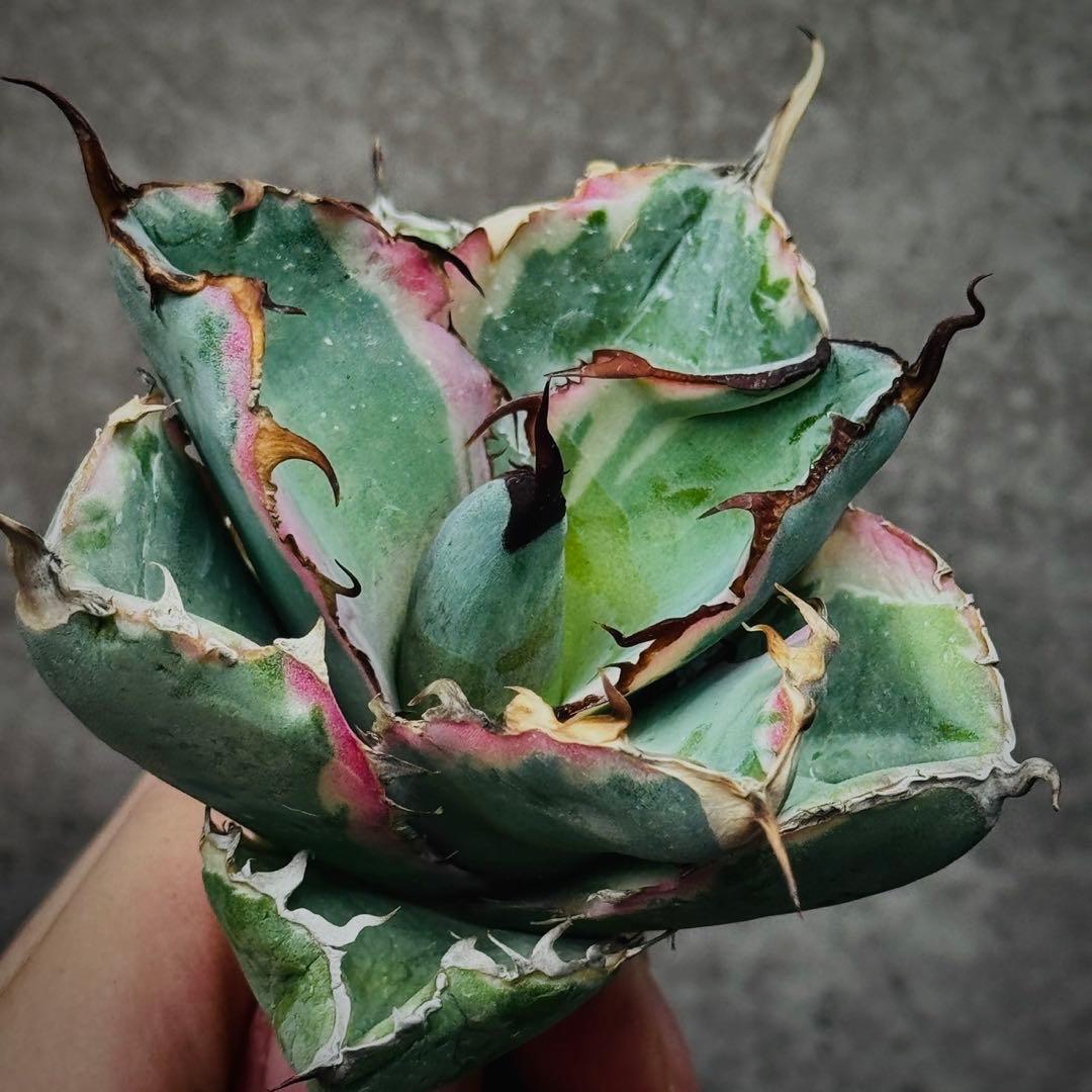 H*o様 多肉植物・アガベ・チタノタ・藍鯨錦・BB 錦・斑入り