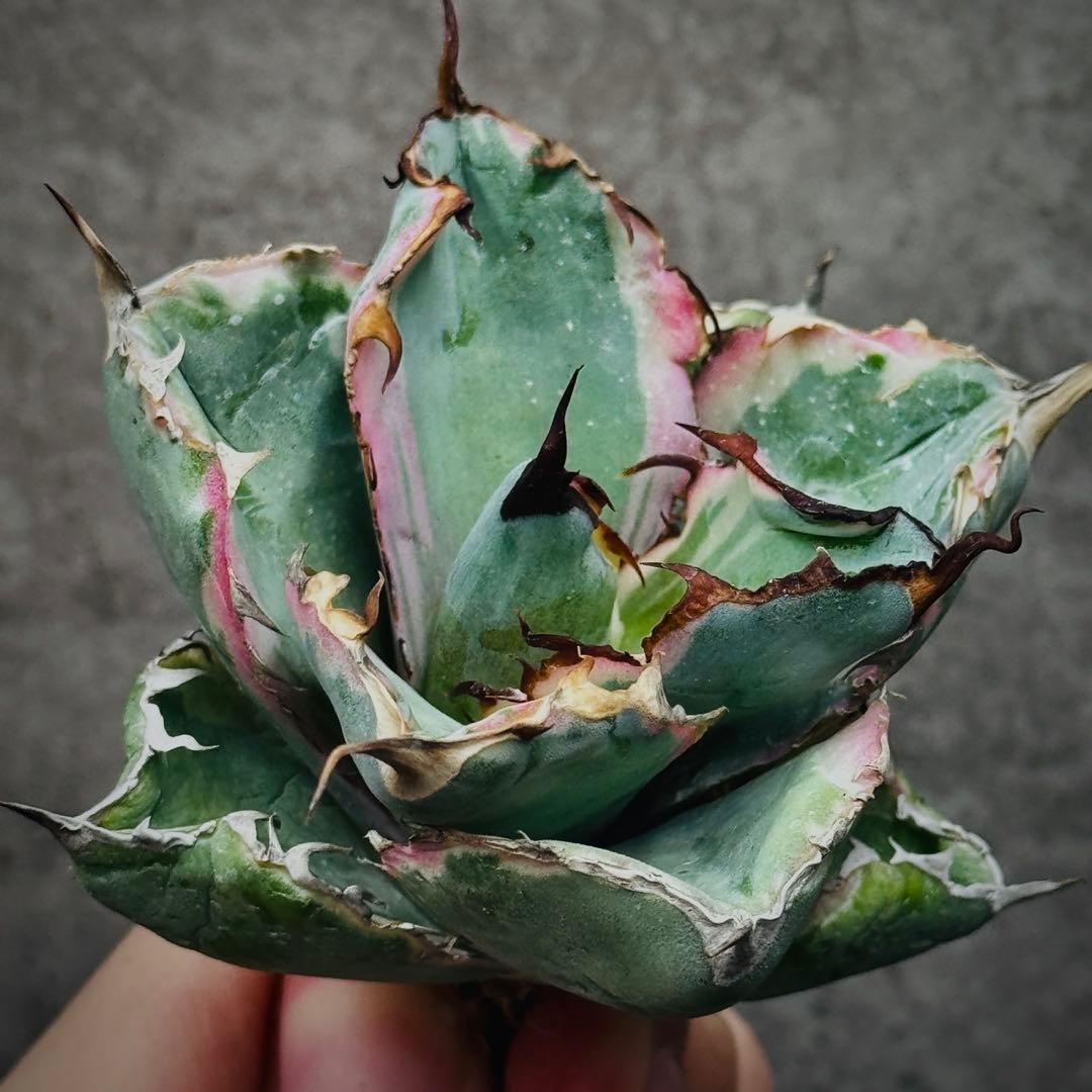 H*o様 多肉植物・アガベ・チタノタ・藍鯨錦・BB 錦・斑入り