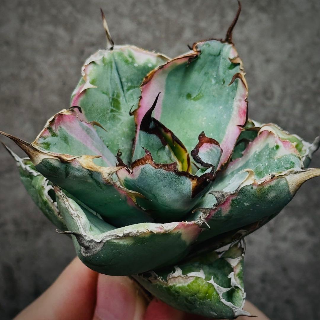 H*o様 多肉植物・アガベ・チタノタ・藍鯨錦・BB 錦・斑入り