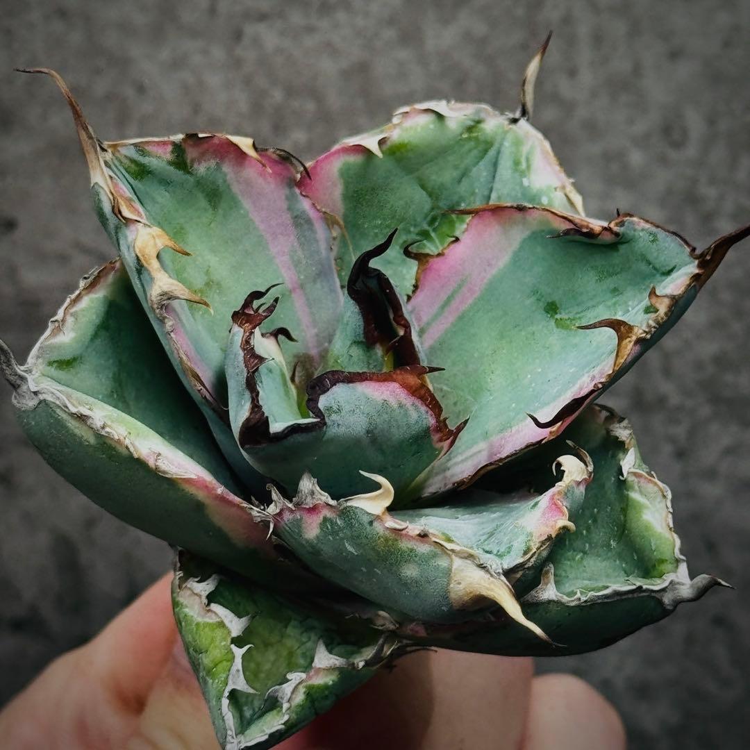 H*o様 多肉植物・アガベ・チタノタ・藍鯨錦・BB 錦・斑入り