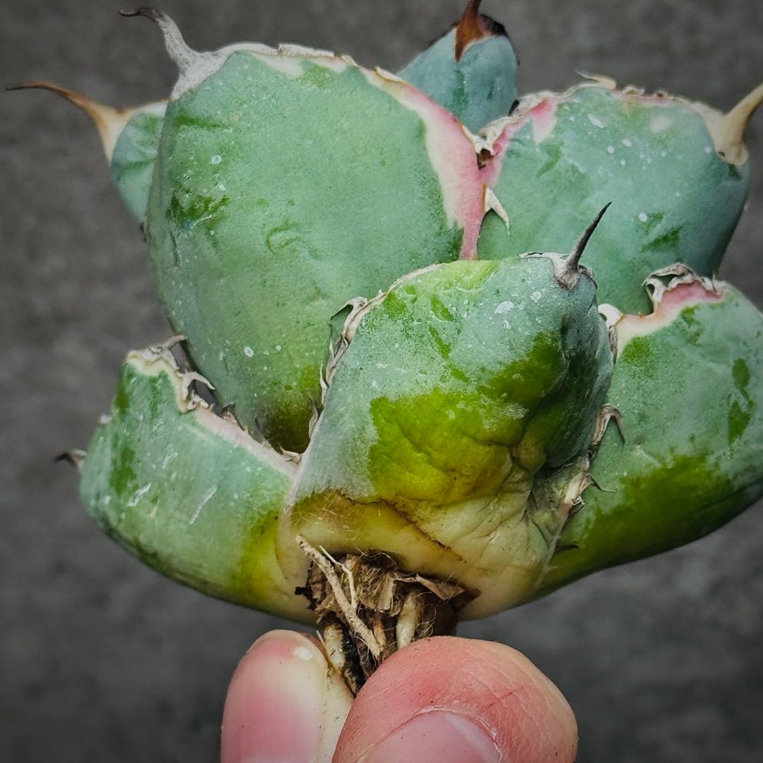 H*o様 多肉植物・アガベ・チタノタ・藍鯨錦・BB 錦・斑入り