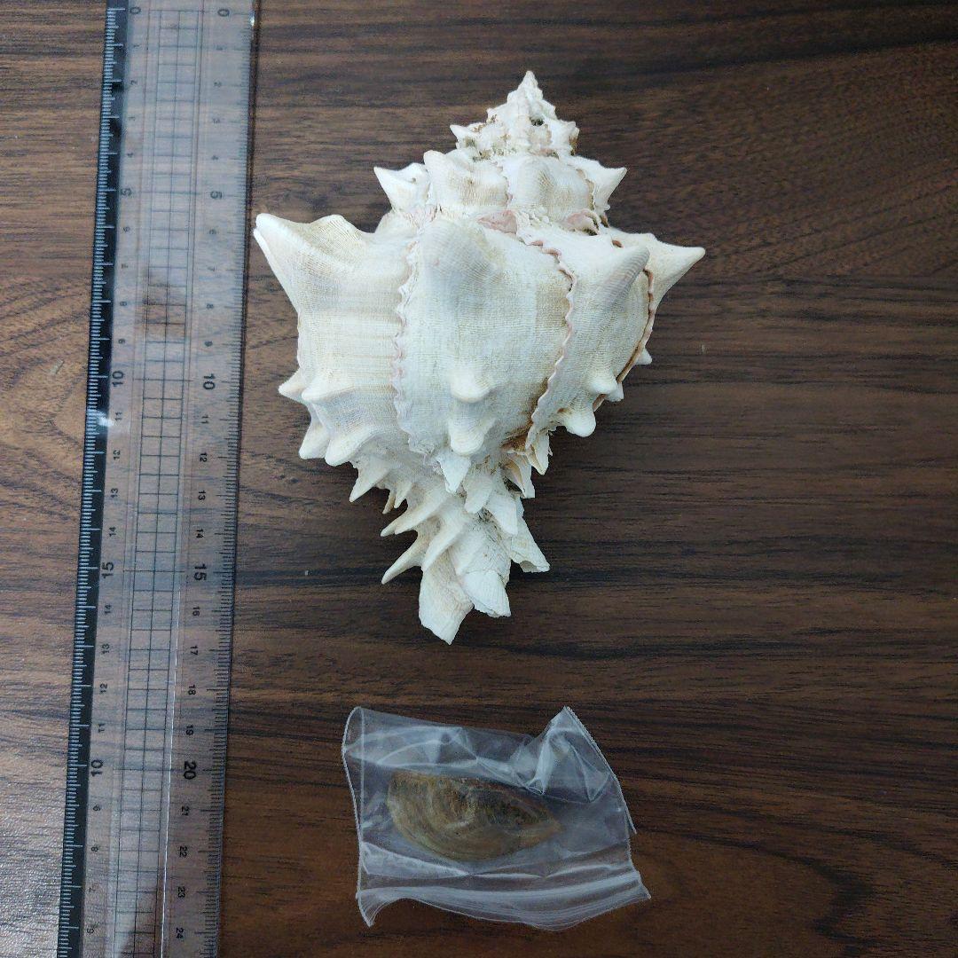ボタンガンセキボラ　蓋付き　貝殻　標本