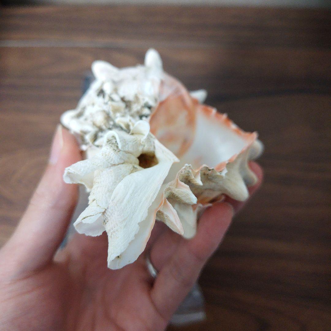 ボタンガンセキボラ　蓋付き　貝殻　標本