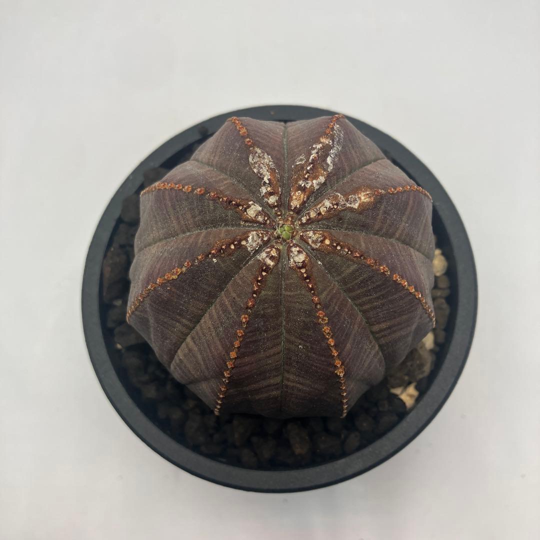 【選抜株】ユーフォルビア・オベサ 5cm 美株 鉢付き発送