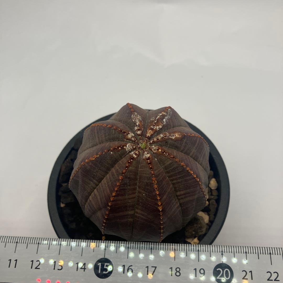 【選抜株】ユーフォルビア・オベサ 5cm 美株 鉢付き発送