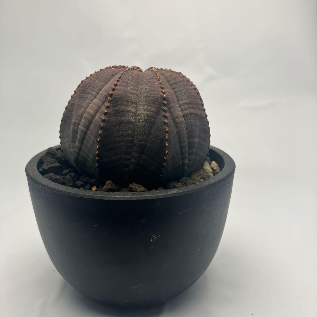 【選抜株】ユーフォルビア・オベサ 5cm 美株 鉢付き発送