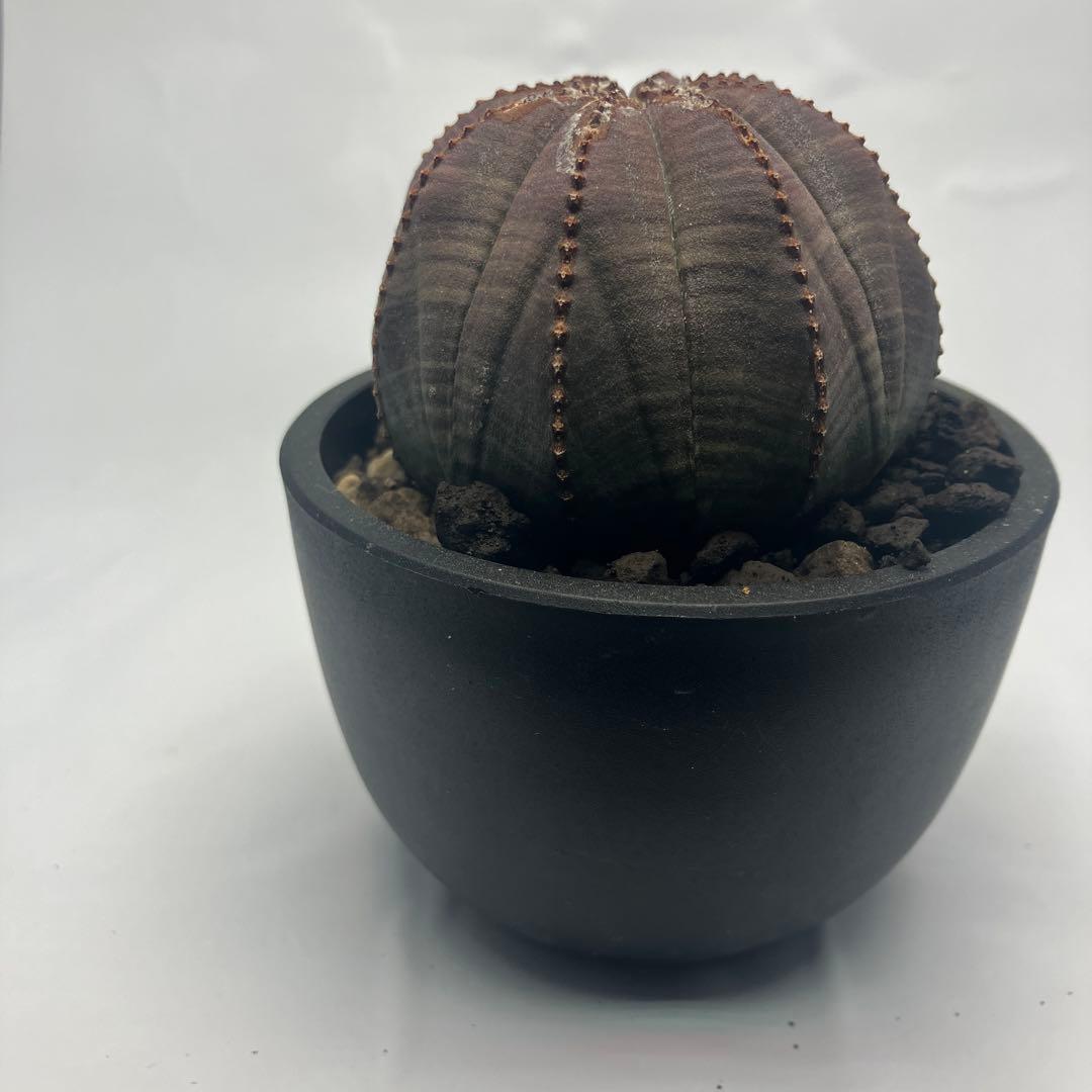 【選抜株】ユーフォルビア・オベサ 5cm 美株 鉢付き発送