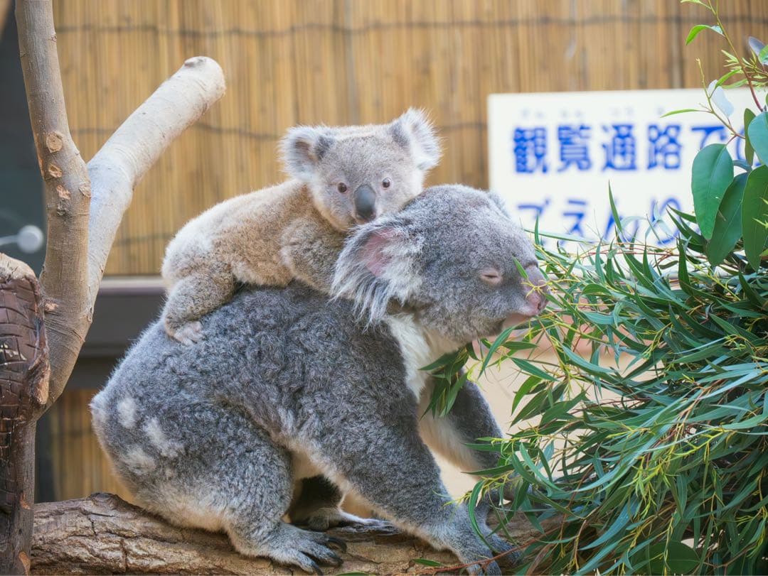 Panasonic H-FS14140 デジタル一眼カメラ用交換レンズ