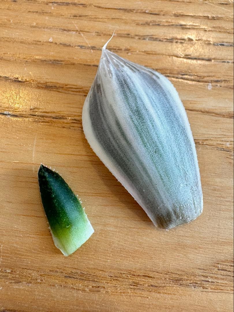 ハオルチア　白蛇伝＆王蟲　葉挿し苗セット②