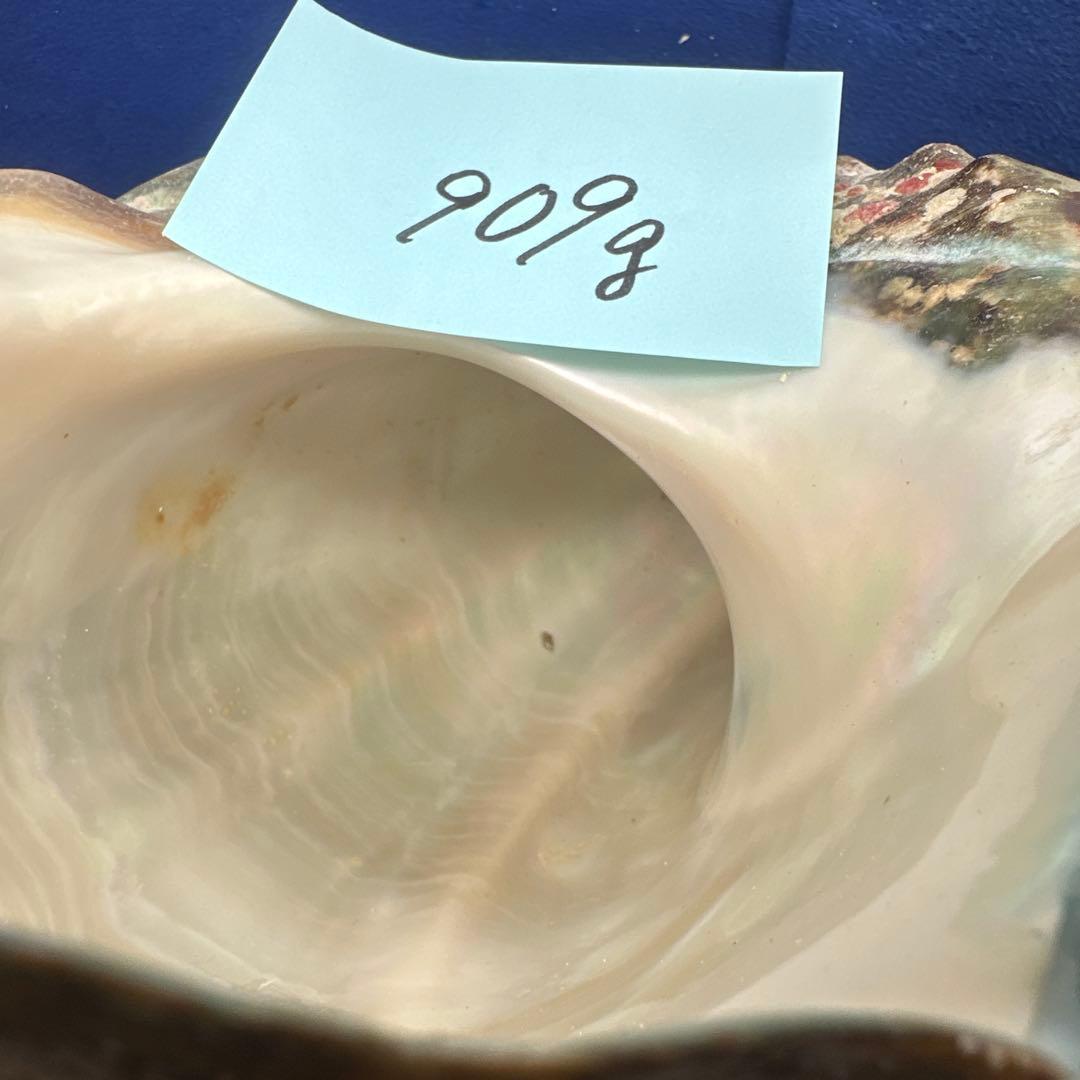 夜光貝　ヤコウ貝　まとめ売り　15個 約16、5kg アクセサリー　ルアー