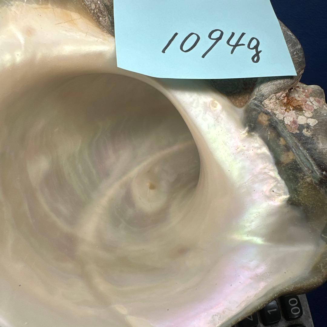 夜光貝　ヤコウ貝　まとめ売り　15個 約16、5kg アクセサリー　ルアー