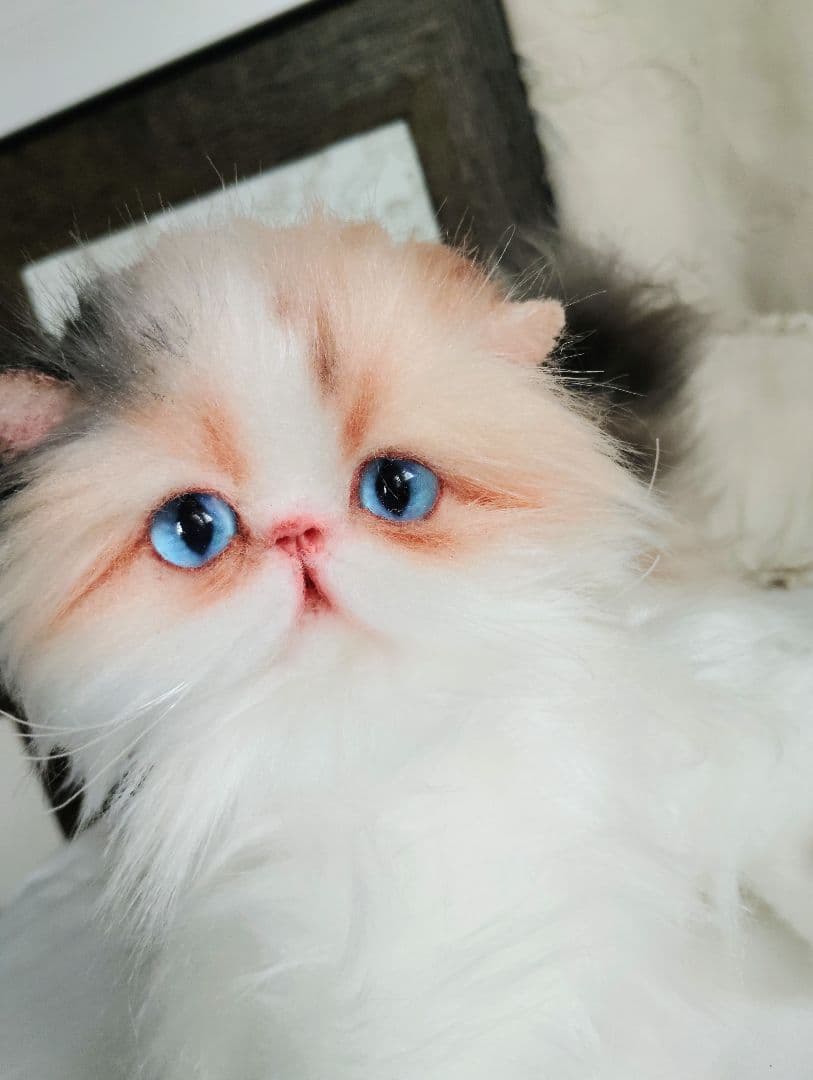 ハート模様❤子猫のドロップちゃん❤エキゾチック♡アートドール♡ぬいぐるみ♡