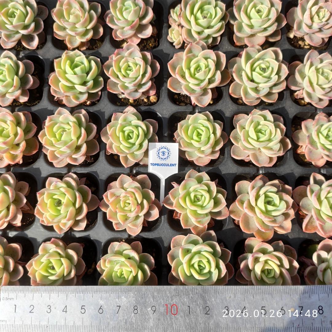 Top【選抜株】多肉植物　25542メロン　72個 プラグトレー苗