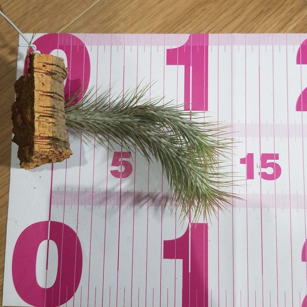 購入不可 チランジア フンキアナクランプ(4頭クランプ)