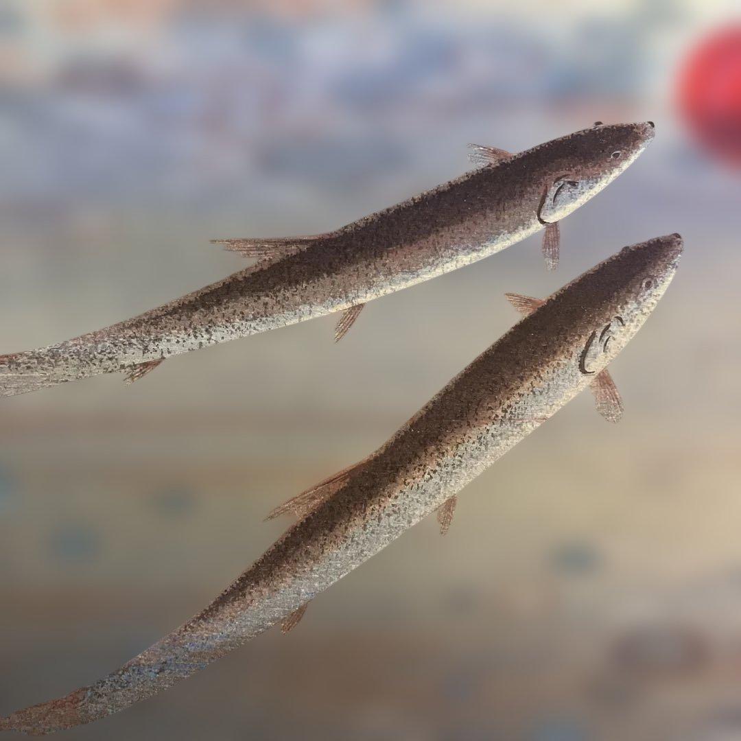 版画シート木版画　速水御舟　「池上小戯」