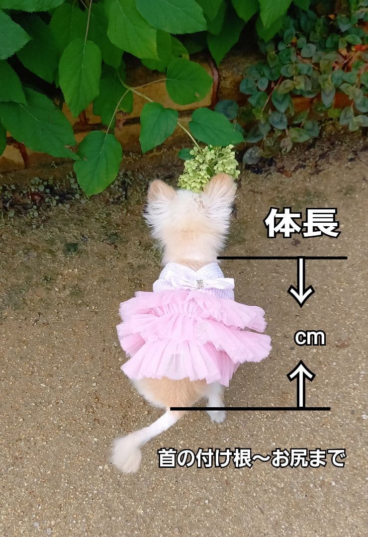 ちゃあみぃままページ♥️チワワ　等身大　ぬいぐるみ　カズコオガワ