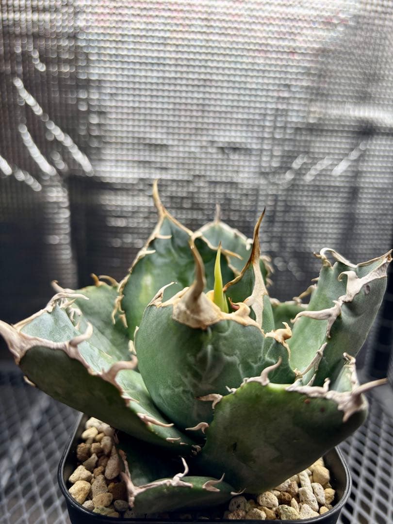 【発根済・室内LED管理】アガベ チタノタ 白鯨 10cmクラス 鉢ごと発送