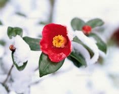 あつ様初春色　紅椿色のピアス14kgf