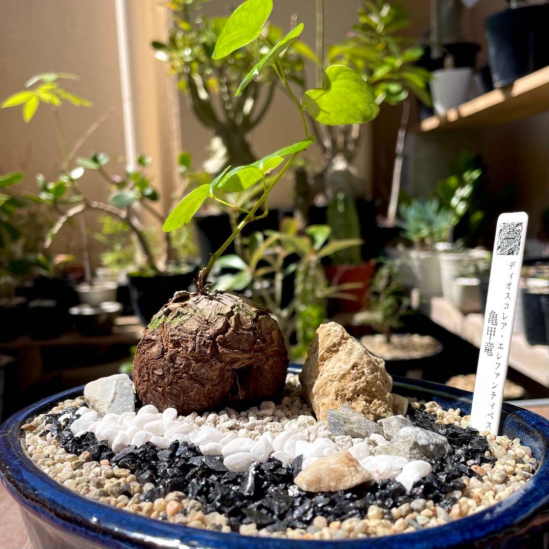 亀甲竜 塊根植物 コーデックス 鉢付き