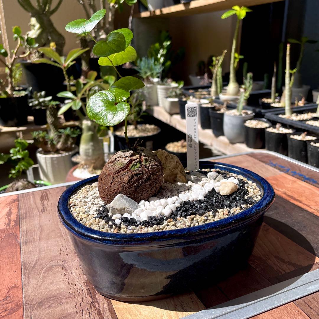 亀甲竜 塊根植物 コーデックス 鉢付き