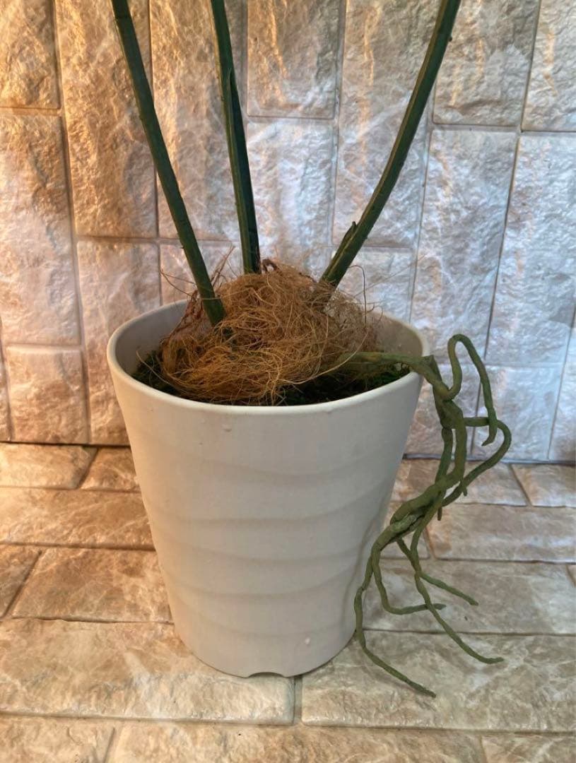 光触媒　人工観葉植物　ウォールグリーン　フェイクグリーン　斑入りモンステラajm