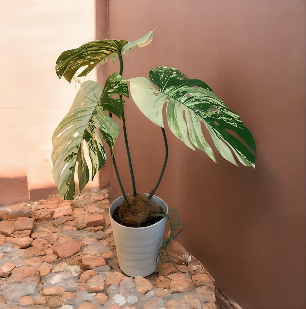 光触媒　人工観葉植物　ウォールグリーン　フェイクグリーン　斑入りモンステラajm