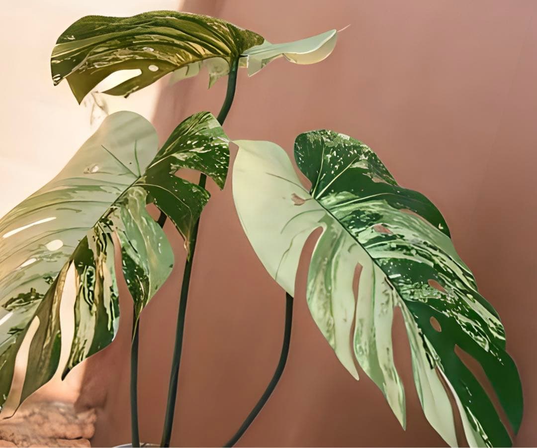 光触媒　人工観葉植物　ウォールグリーン　フェイクグリーン　斑入りモンステラajm