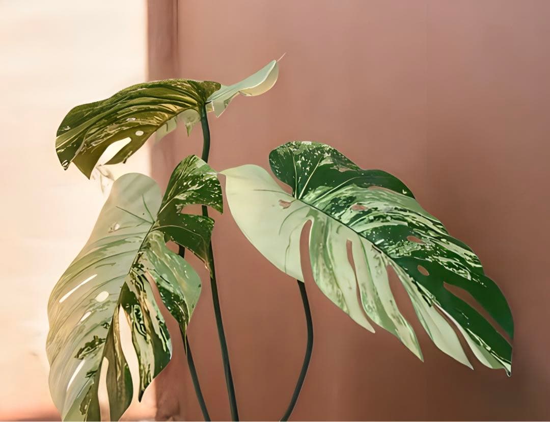 光触媒　人工観葉植物　ウォールグリーン　フェイクグリーン　斑入りモンステラajm