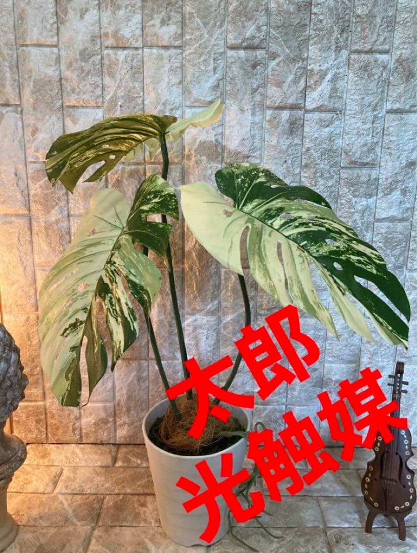 光触媒　人工観葉植物　ウォールグリーン　フェイクグリーン　斑入りモンステラajm