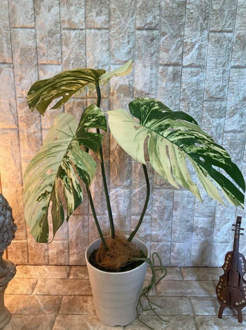 光触媒　人工観葉植物　ウォールグリーン　フェイクグリーン　斑入りモンステラajm