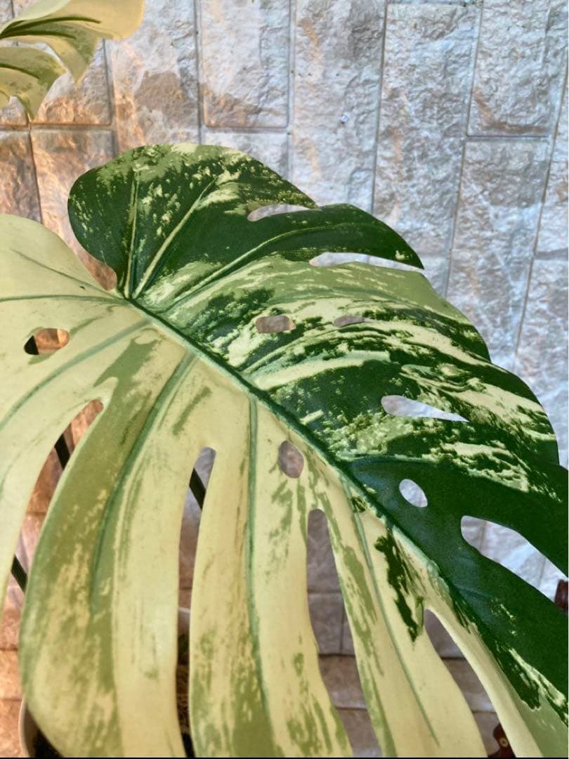 光触媒　人工観葉植物　ウォールグリーン　フェイクグリーン　斑入りモンステラajm