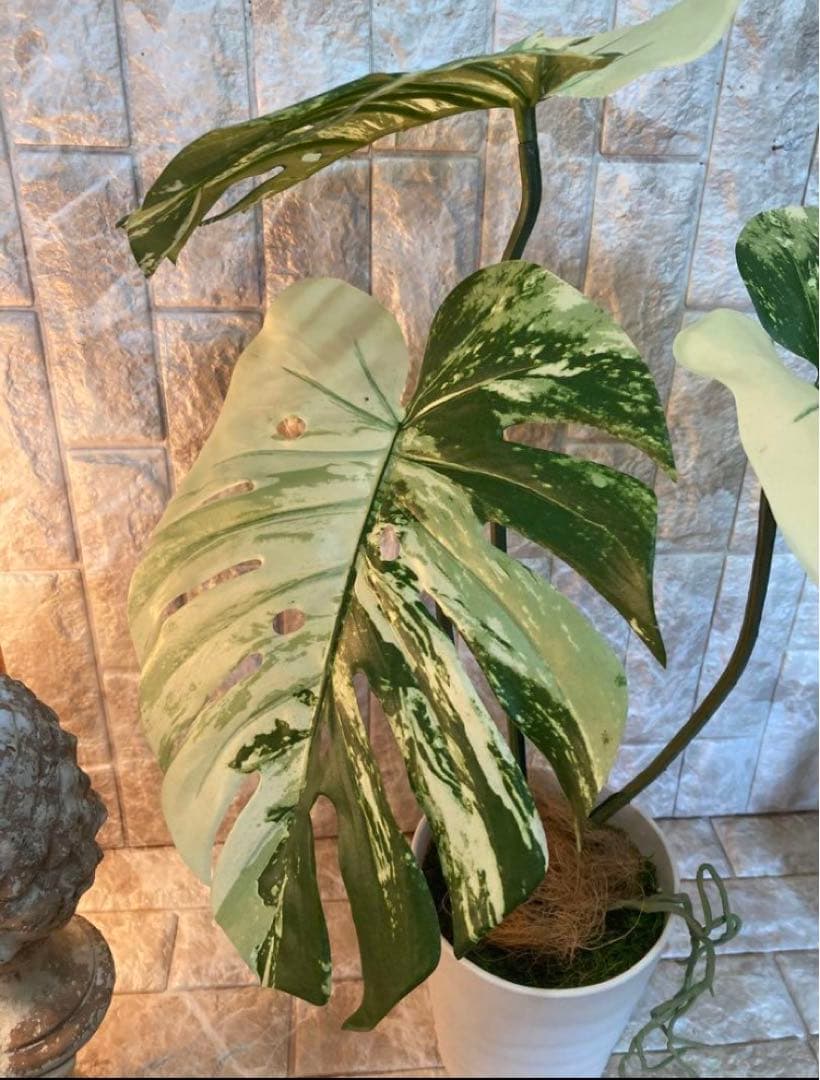 光触媒　人工観葉植物　ウォールグリーン　フェイクグリーン　斑入りモンステラajm