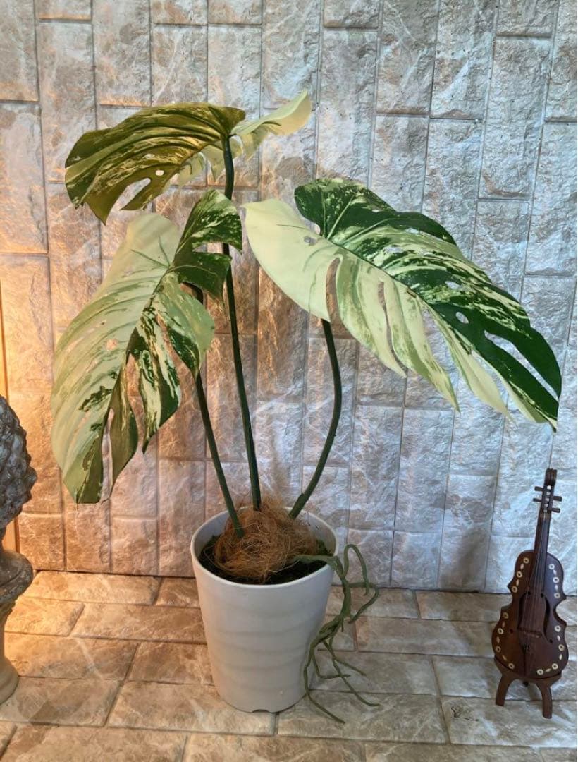 光触媒　人工観葉植物　ウォールグリーン　フェイクグリーン　斑入りモンステラajm