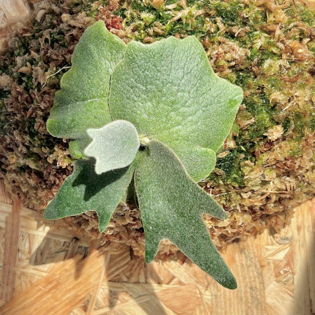 P. wilinckii Golden Boy spore【02】