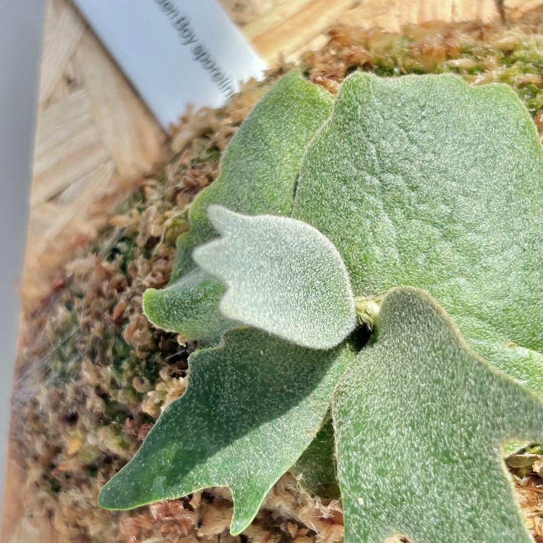 P. wilinckii Golden Boy spore【02】