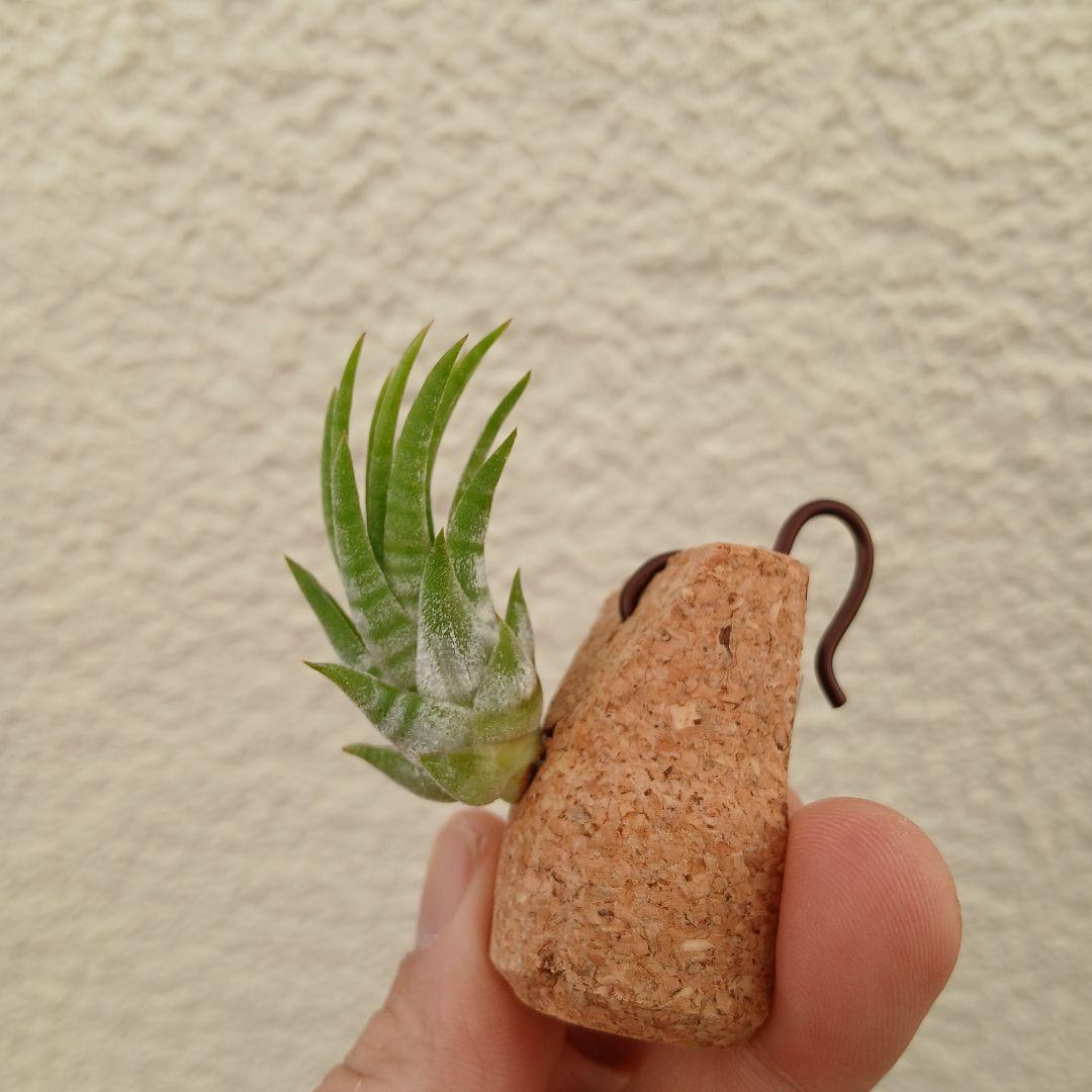 ブロメリア・エアープランツ tillandsia ionantha 'Mexican zebra'