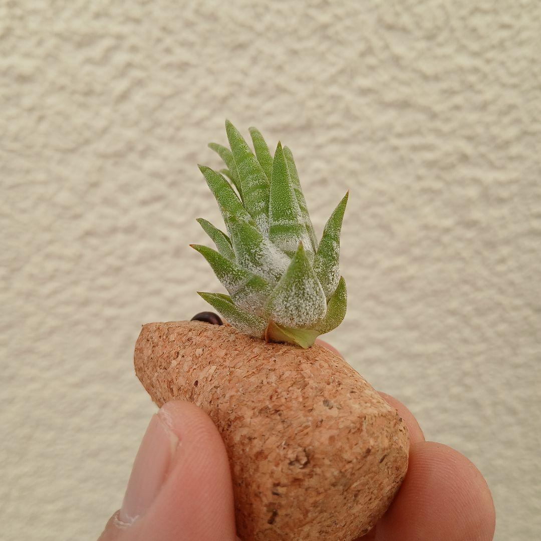 ブロメリア・エアープランツ tillandsia ionantha 'Mexican zebra'