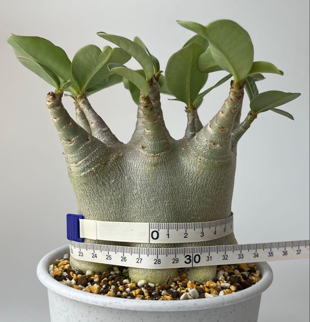 【激レア/ドワーフ/極太/塊根】アデニウム アラビカムV2ハック鉢植えE-12