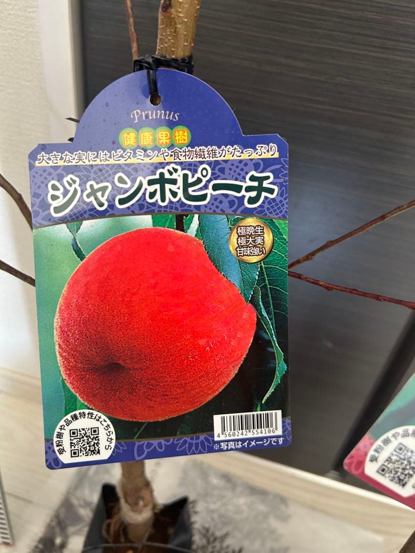 川中島白桃＋ジャンボピーチ　苗木2本セット