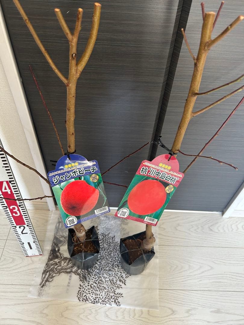 川中島白桃＋ジャンボピーチ　苗木2本セット