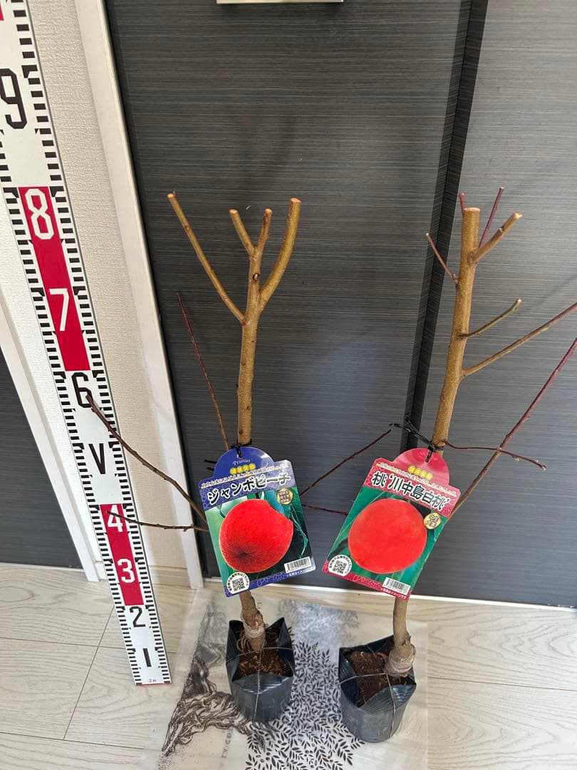 川中島白桃＋ジャンボピーチ　苗木2本セット