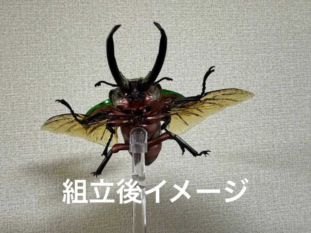 ★いきもの大図鑑【ニジイロクワガタ】4種＋後翅(小)ディスプレイ1個セット★