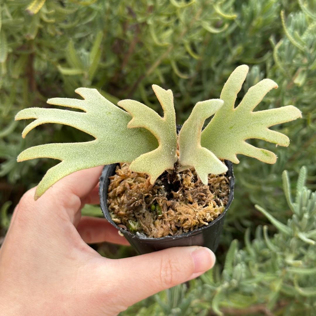 P. willinckii ’Jenny’ TC 225