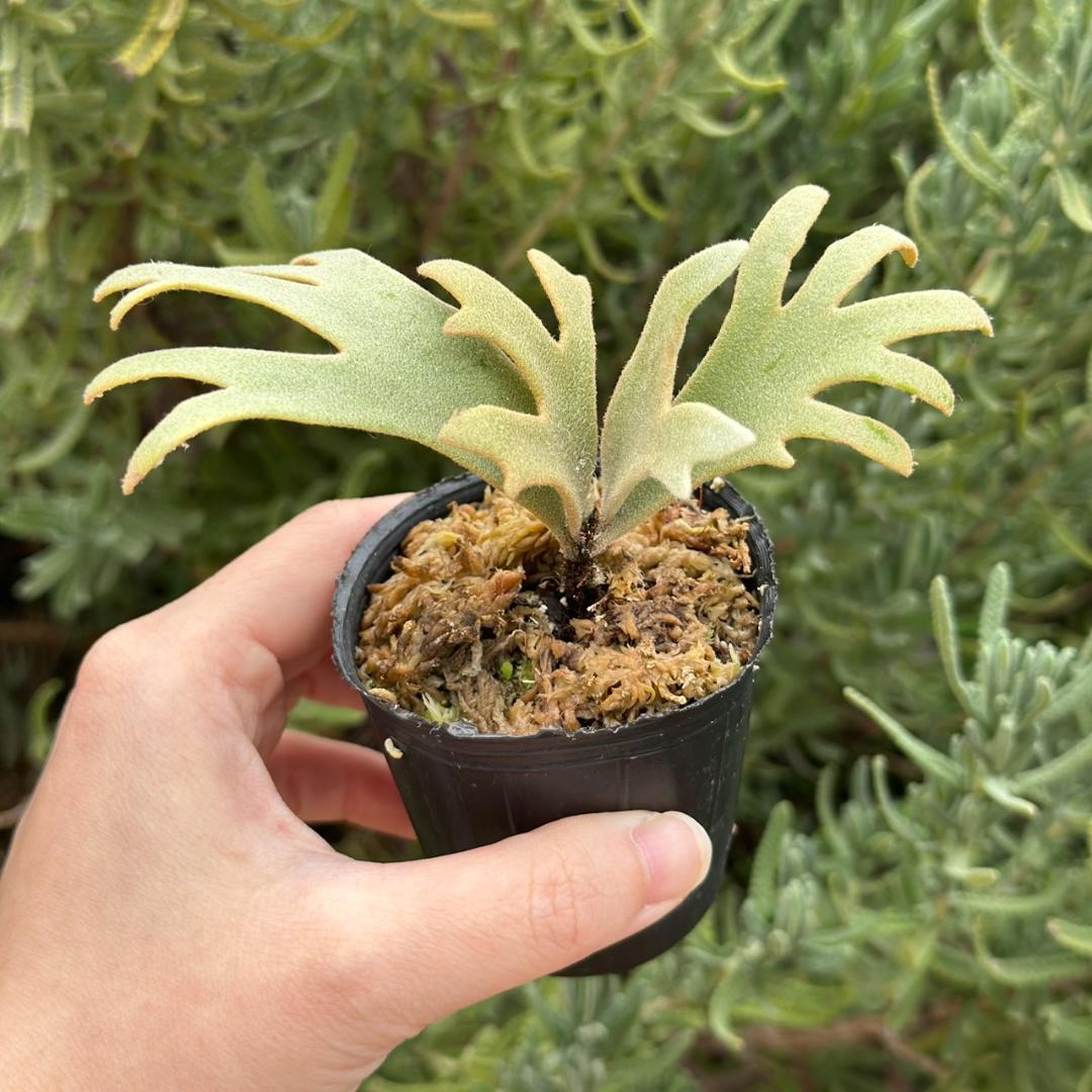 P. willinckii ’Jenny’ TC 225