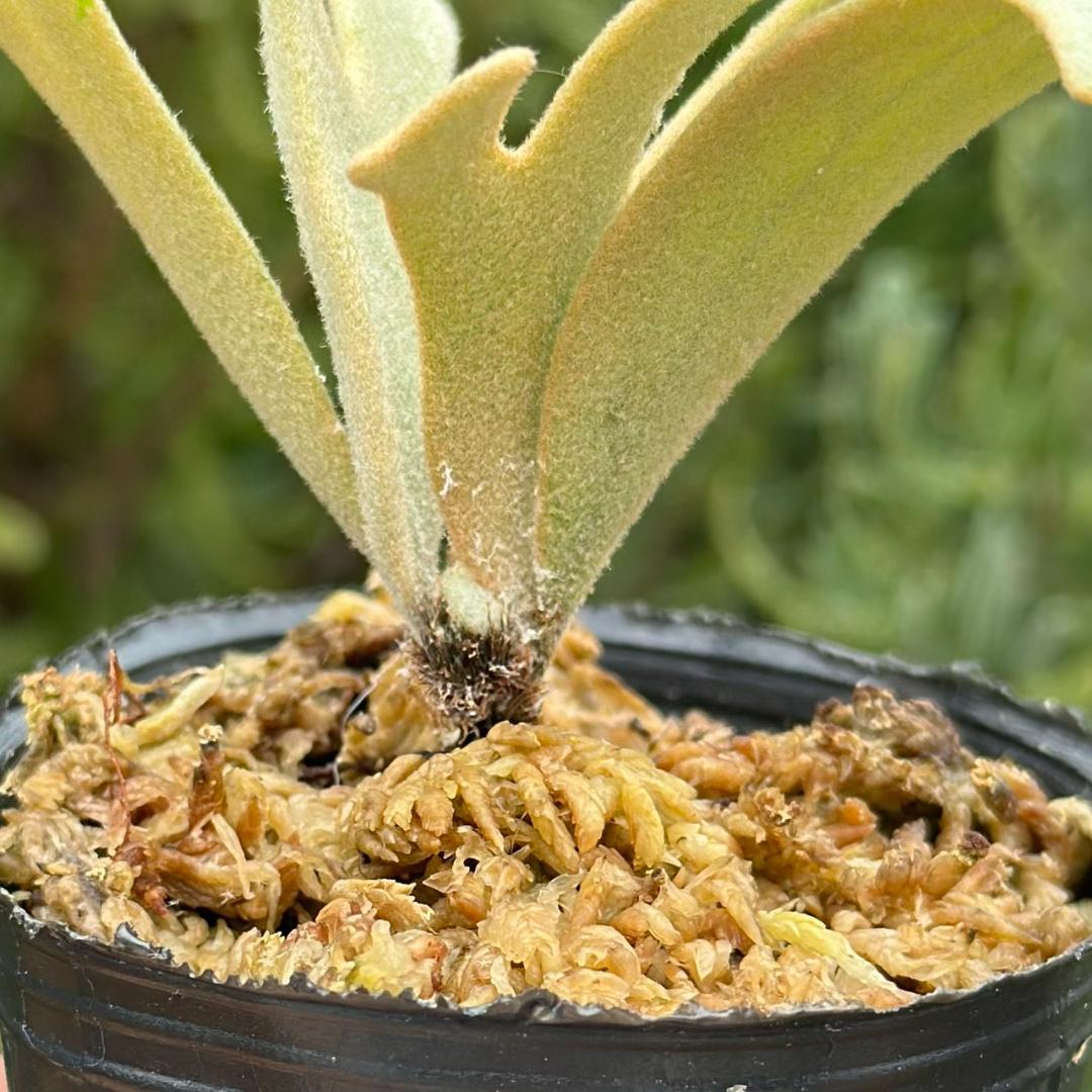 P. willinckii ’Jenny’ TC 225