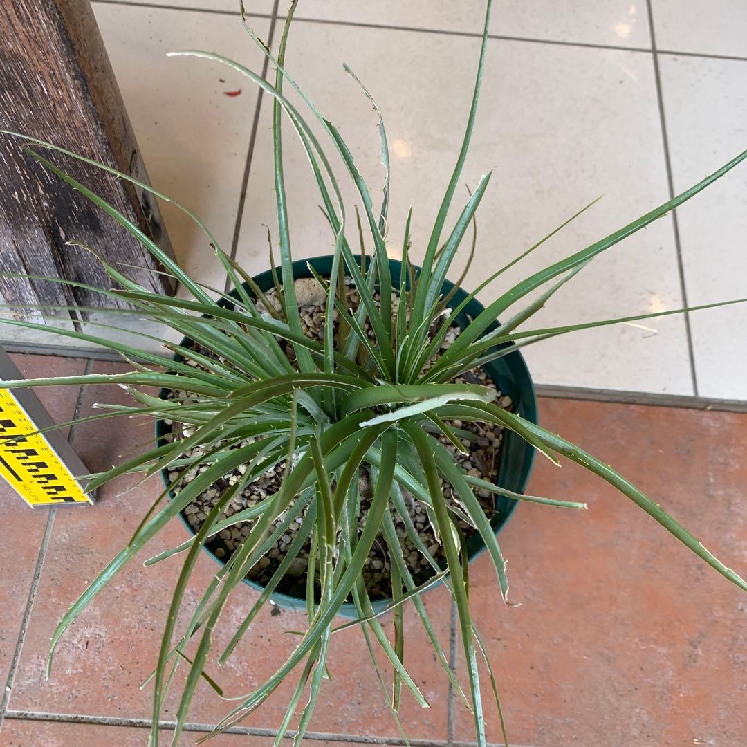 分頭 プヤ セルーレア 2