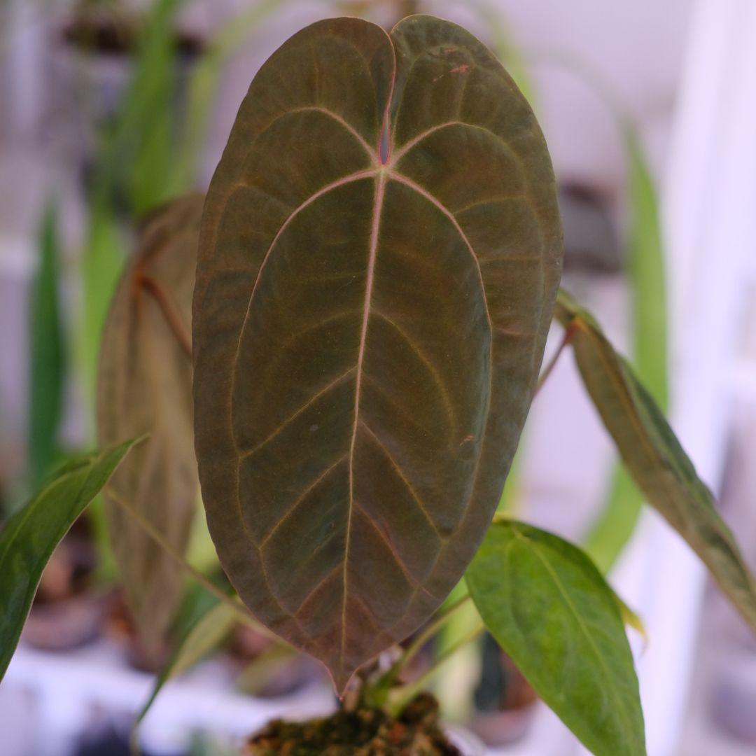 A. Papillilaminum GY x Forgetii Dark②