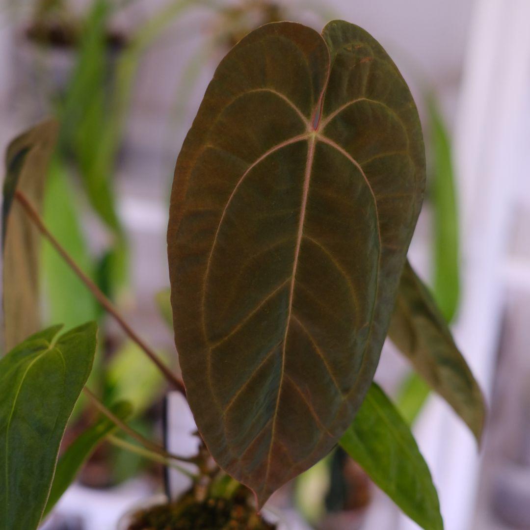 A. Papillilaminum GY x Forgetii Dark②