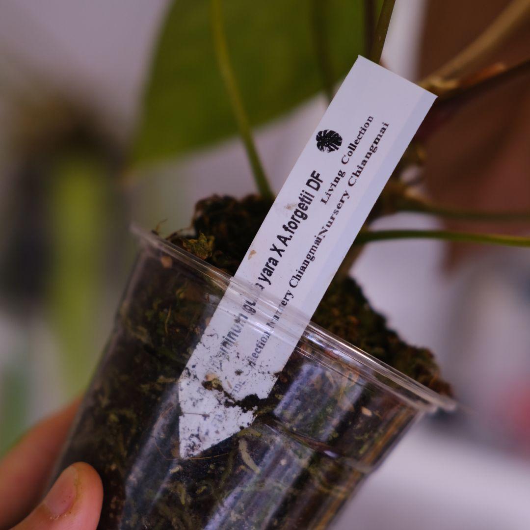 A. Papillilaminum GY x Forgetii Dark②