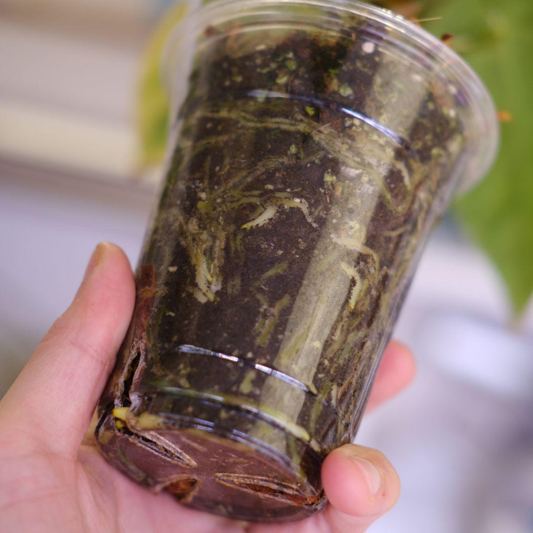 A. Papillilaminum GY x Forgetii Dark②